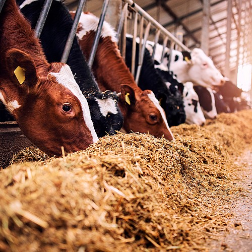 Experts in <br> animal nutrition