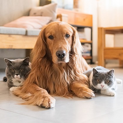 Animais de estimação