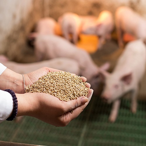 Expertos en <br> nutrición animal
