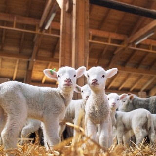 Applications & Solutions